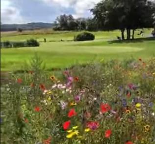 Der er etableret insekthoteller, stenvarder for pader og krybdyr samt arealer på golfbanen med vilde blomster